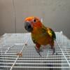 High Red Sun Conures