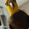 Cockatiel pair for sale