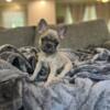 Frenchie Puppies AKC Registered and for Sale