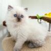 NEW Elite Scottish straight kitten from Europe with excellent pedigree, male. Richi