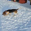 Beagle male