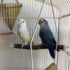 Lovebird pair for rehoming