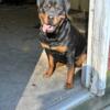 Rehoming 1year old pure German Rottweiler