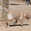 AKC Labrador Retriever puppy