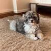 Adorable 2-Year-Old Female Havanese Ready for a Loving Home!