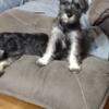 Schnauzers By Sammy CKC FEMALE /MALE  PUPPIES Availble OCTOBER