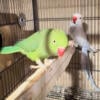 Indian Ringneck pairs