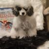 Beautiful AKC Male Poodle's