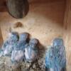 Baby parrolets for sale