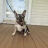 Male Merle French bulldog