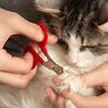 IN HOME MOBILE CAT NAIL TRIMS! ^••^