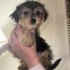 Beautiful Lovable Morkie Puppies