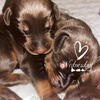 Doberman ready april