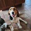 AKC Beagle female