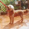 Lucas The Mini Red Goldendoodle