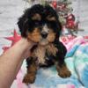 Miniature Bernedoodle puppies