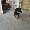 German Rottweiler puppy