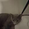 3 free cats to a good home Located Monroeville Ohio