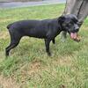 Cane Corso puppies