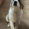 St. Bernard Great Pyrenees male