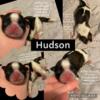 * HUDSON * SHIH TZU PUPPY BOY