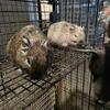 2 male 2 female Degus 2 tan and 2 standard colored