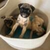 Baby pugs for adoption!