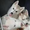 Huskies, siberian Husky puppies