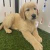 Golden Retriever puppy- male, very thick!