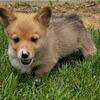 Sable Pembroke Welsh Corgi Puppy - READY TODAY!