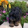 Mini Bernedoodle Bowling Green, Kentucky