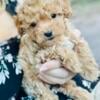 Male Teacup Goldendoodle