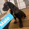 Cane corso