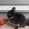 Netherland Dwarf 