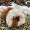 Fancy Guinea Pigs