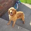 Ashley 3 year old Golden Retriever