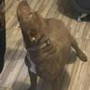 Fawwn Blue Pit Girl Pup for great low price