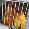 Sun Conure