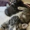 American Bobtail Male Kitten