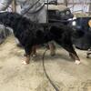 AKC Registered Bernese Mountain Dog CH Pedigree Stud DOB: 9/27/23