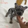 French bulldogs puppies