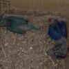 I have 3 baby violet clear-tail Indian ringnecks and 1 baby blue clear-tail Indian ringneck.