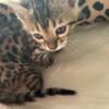 For Sale Bengal cubs