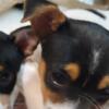 Jack Puppies! So adorable and funny! 8 wks old and ready to be loved