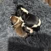 English Springer Spaniel puppies