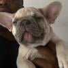 Male Blue Fawn French Bulldog