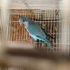 I have a male ADN sexed blue quaker, and a female ADN sexed Regent Parrot