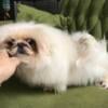 Pekingese akc female