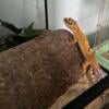 Leopard geckos - 2 males