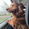 Small male dog